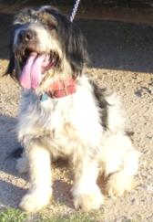 BeardedCollieWeb