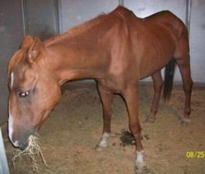 BurlesonChestnutGelding