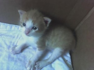 Kitten1