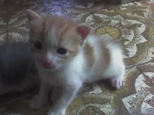 Kitten2