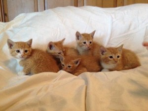 Kittens2