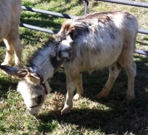 Mini Donkey