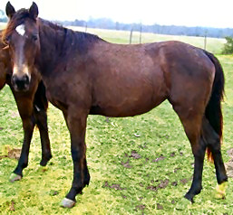 Sable tw