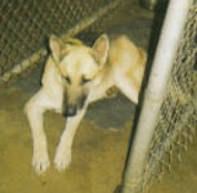 Shep1
