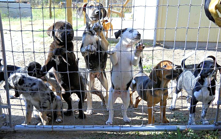puppies-at-fence