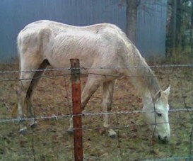 whitehorse1