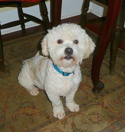 Charlie Dog