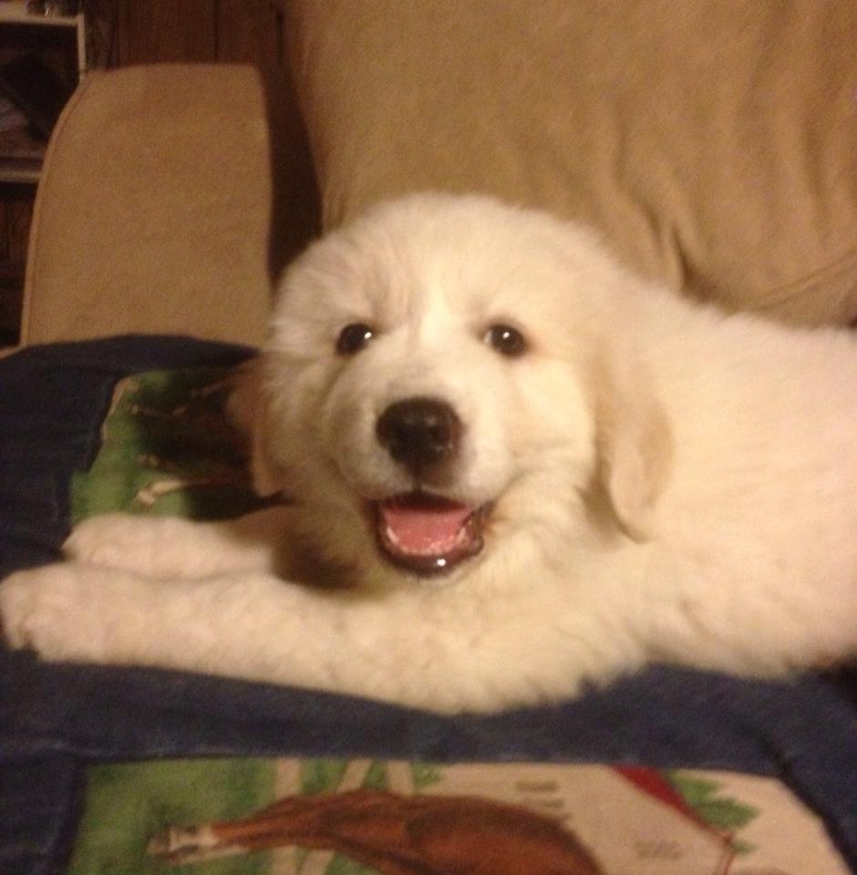 Pyrenees Puppy At Home