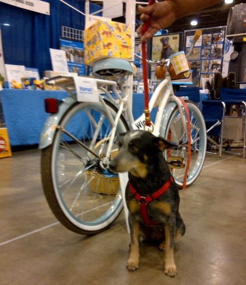 Reliant Dog Show True Blue Animal Rescue