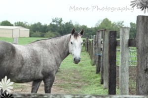 True Blue Animal Rescue Texas Horse for Adoption Luna