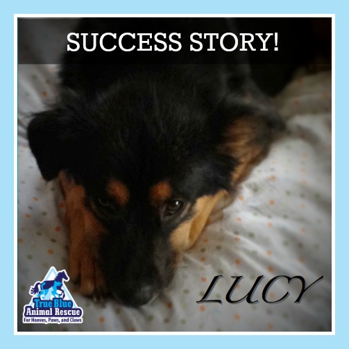 Lucy Success
