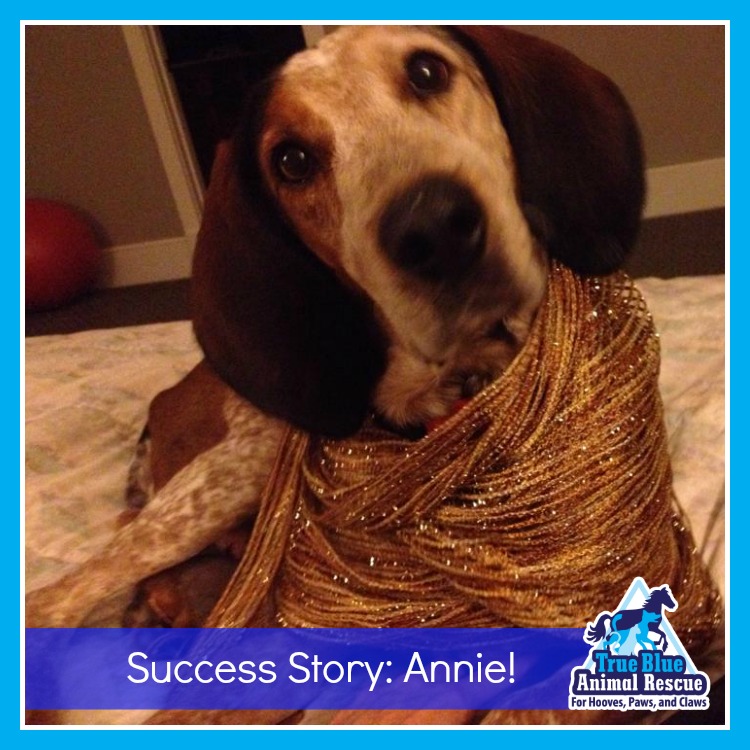 AnnieSuccess