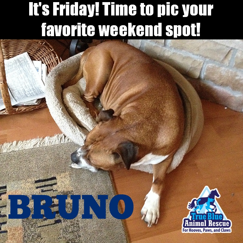 Friday Bruno