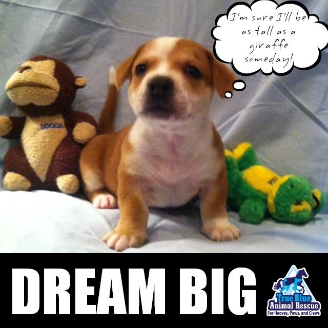 True Blue Animal Rescue Dream Big Puppy
