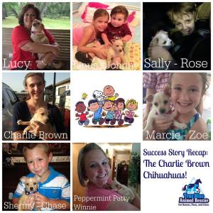 CharlieBrownChihuahuas_TBAR_BrenhamTexas