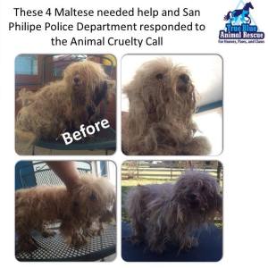 True Blue Animal Rescue Maltese Mixes November 2014