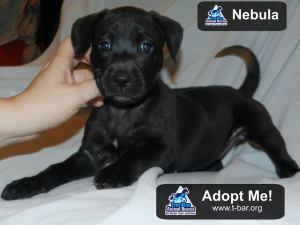 Nebula Pet of the Week TBAR True Blue Animal Rescue Texas