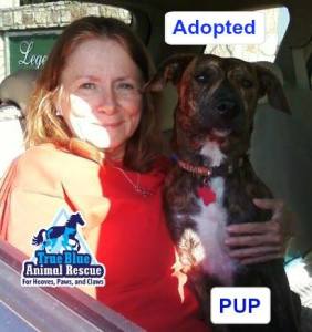 Pup_TBAR Success Story _ True Blue Animal Rescue Texas Brenham