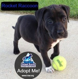 RocketRacoon_Pet of the Week_TBAR