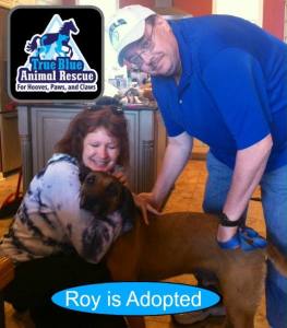 Roy_Adopted_Success Story_ TBAR True Blue Animal Rescue