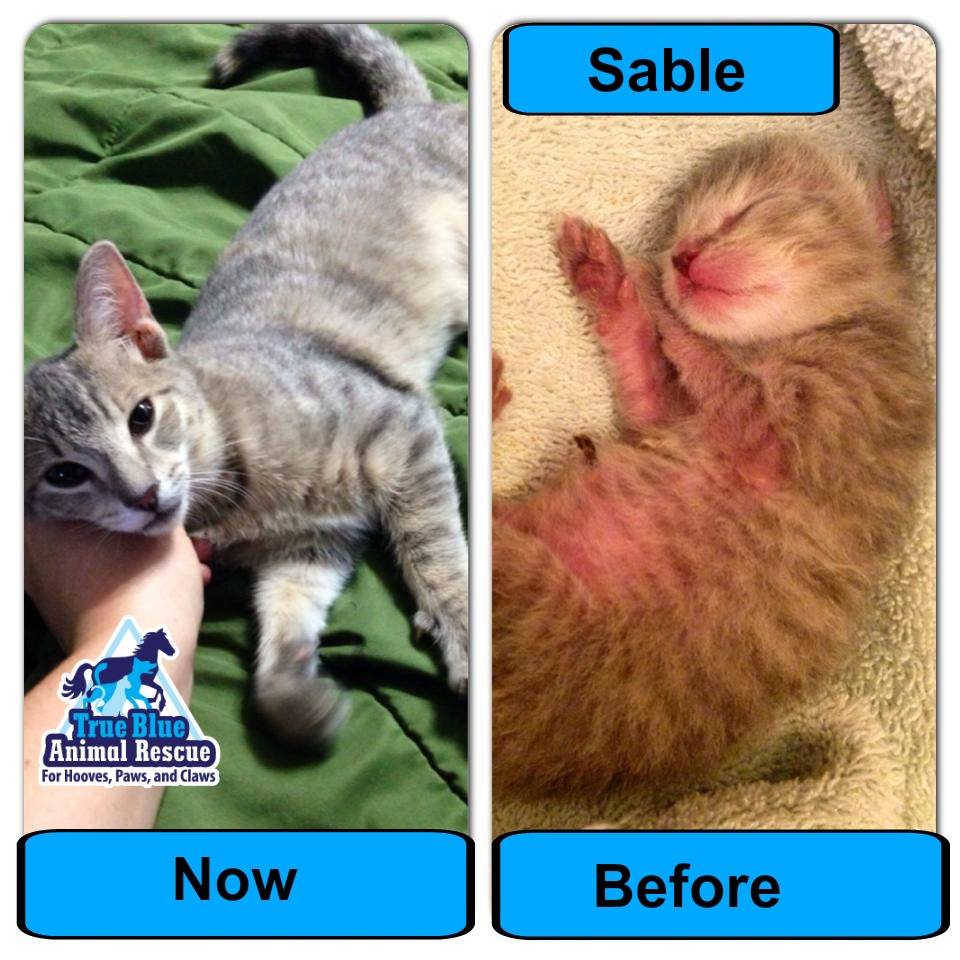 Cat Success Stories – True Blue Animal Rescue