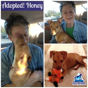 Success Story Wednesday True Blue Animal Rescue Dog Adopted Honey