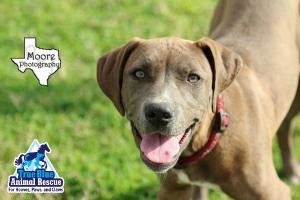 True-Blue-Animal-Rescue-Pet-of-The-Week-Nola