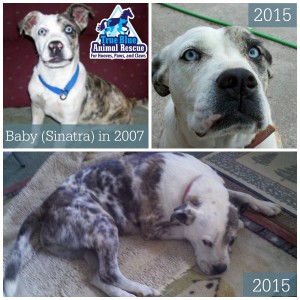 Throwback Thursday Success Story True Blue Animal Rescue Texas Sinatra aka Baby