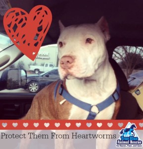 True Blue Animal Rescue Tommy Boy Protect Them From Heartworms