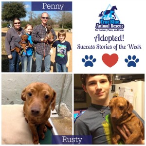 True-Blue-Animal-Rescue-Texas-Success-Stories-Rusty-Penny