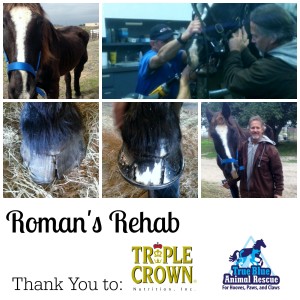 TrueBlueAnimalRescue_RomanRehab1