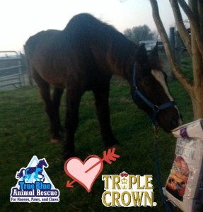 True Blue Animal Rescue Roman and Triple Crown Valentine's Day