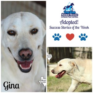 True Blue Animal Rescue Success Story Gina