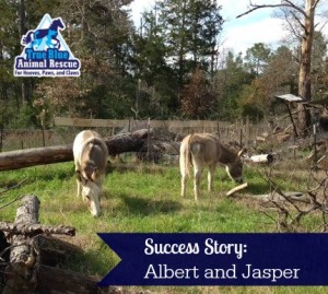 True-Blue-Animal-Rescue-Texas-Success-Donkey-Albert-and-Jasper