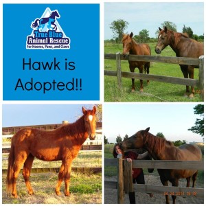 True-Blue-Animal-Rescue-Texas-Success-Horse-Hawk