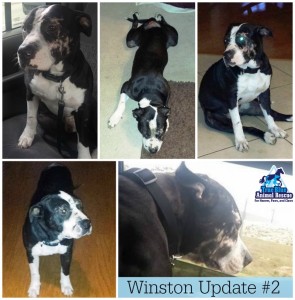 True-Blue-Animal-Rescue-Texas-Winston-Update-2