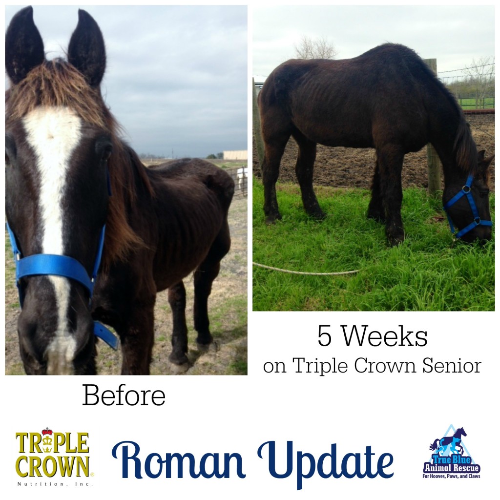 True-Blue-Animal-Rescue-Triple-Crown-Nutrition-Roman-Update-March-2015-2