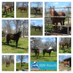True-Blue-Animal-Rescue-2015-BBB-Ranch