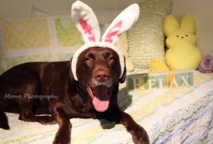 True-Blue-Animal-Rescue-2015-Happy-Easter
