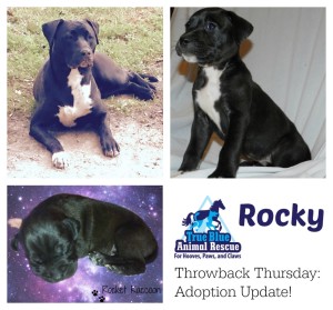 True-Blue-Animal-Rescue-Throwback-Success-Rocky