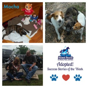 True-Blue-Animal-Rescue-Adopted-Mocha