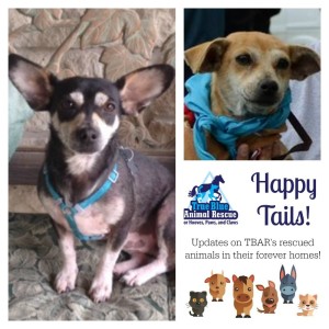 True-Blue-Animal-Rescue-Happy-Tails-Anna