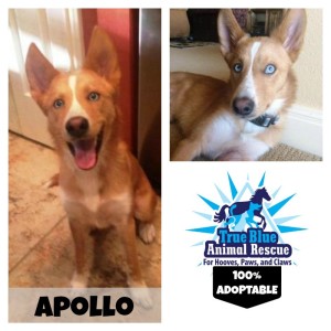 True-Blue-Animal-Rescue-Pet-of-The-Week-Husky-Apollo
