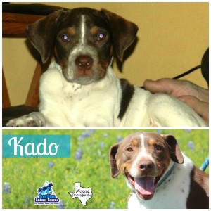 True-Blue-Animal-Rescue-Texas-Kado