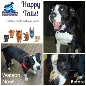 True-Blue-Animal-Rescue-Watson-Happy-Tail