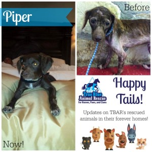 TBAR-Texas-Happy-Tails-Piper