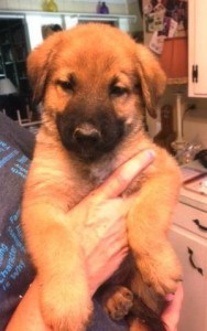 TBAR-Adoptable-Puppy-Emerson