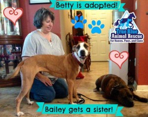 TBAR-Adopted-Dog-Betty