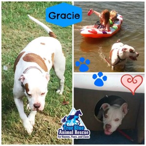 TBAR-Adopted-Dog-Gracie