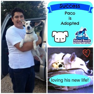 TBAR-Adopted-Dog-Paco